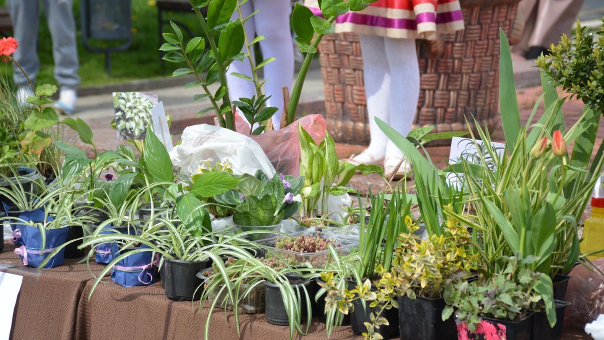 У Надвірній продавали квіти та саджанці, аби допомогти ЗСУ 4