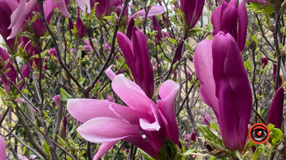 Хмарно: прогноз погоди у Коломиї на 11 травня