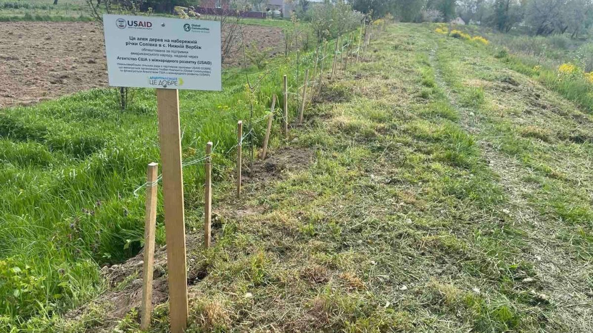 У Нижньому Вербіжі висадили саджанці 1