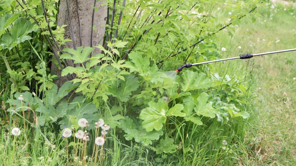 Скільки вартує боротьба Коломиї з борщівником? 3