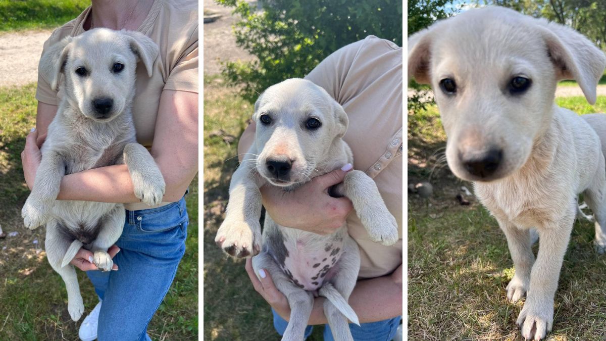 Чотирилапі улюбленці шукають дім у Коломиї 6