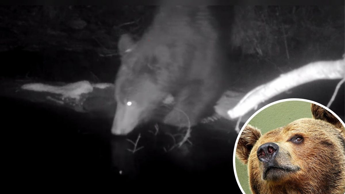 Бурий ведмідь потрапив на фотопастку в Карпатах