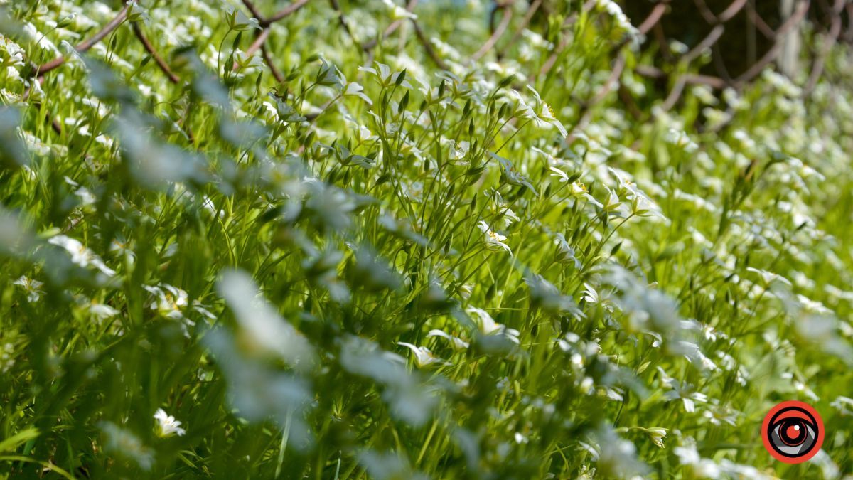 Ценява: перша згадка, історичні місця та версії заснування 24