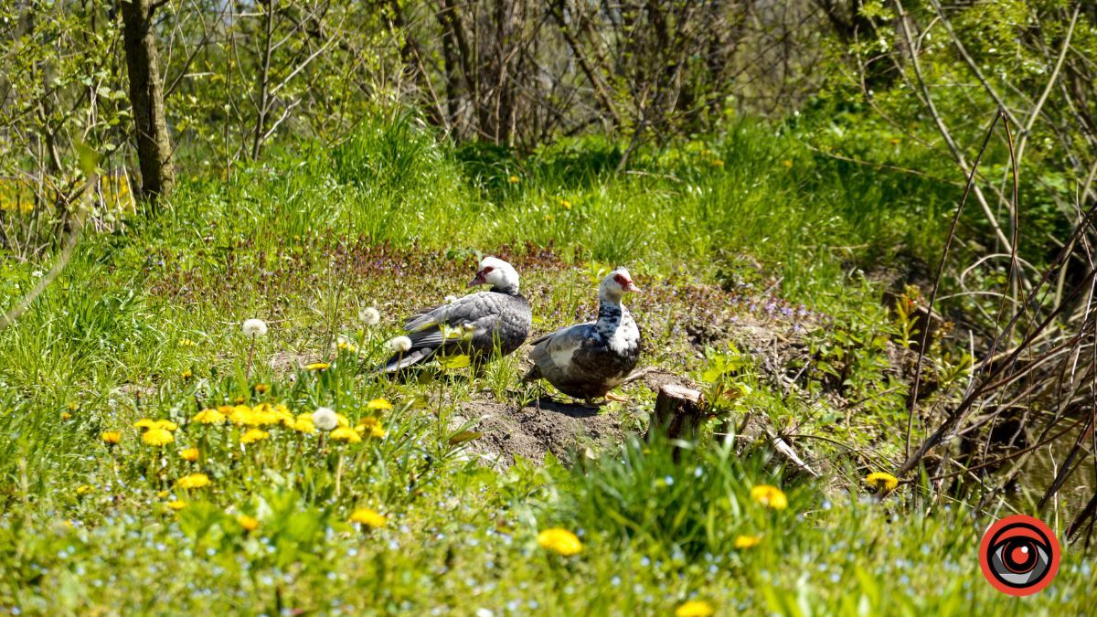 Ценява: перша згадка, історичні місця та версії заснування 16