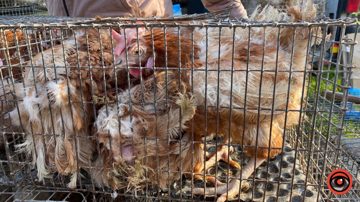 Які ціни на худобу та пернаті на базарі у Косові? 7