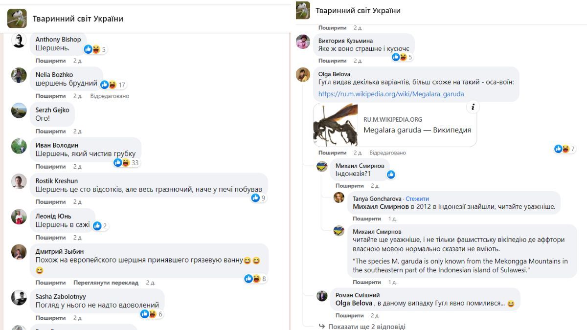 Мешканець Коломиї натрапив на дивну комаху 1