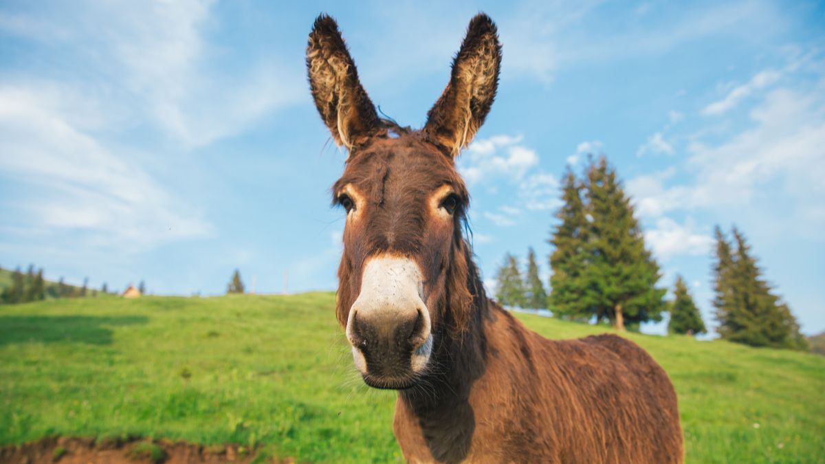 Який сьогодні день? | 8 травня 4