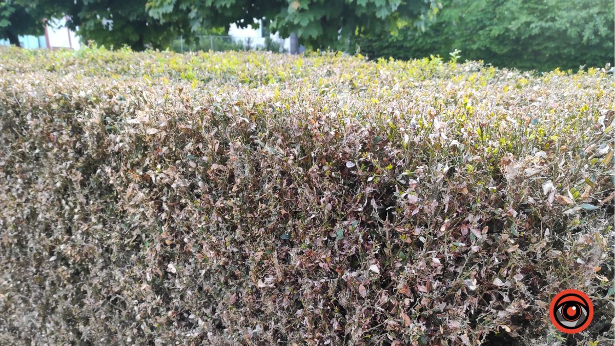 На площі Скорботи пропадає самшит 6