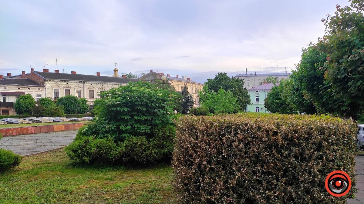 На площі Скорботи пропадає самшит 5