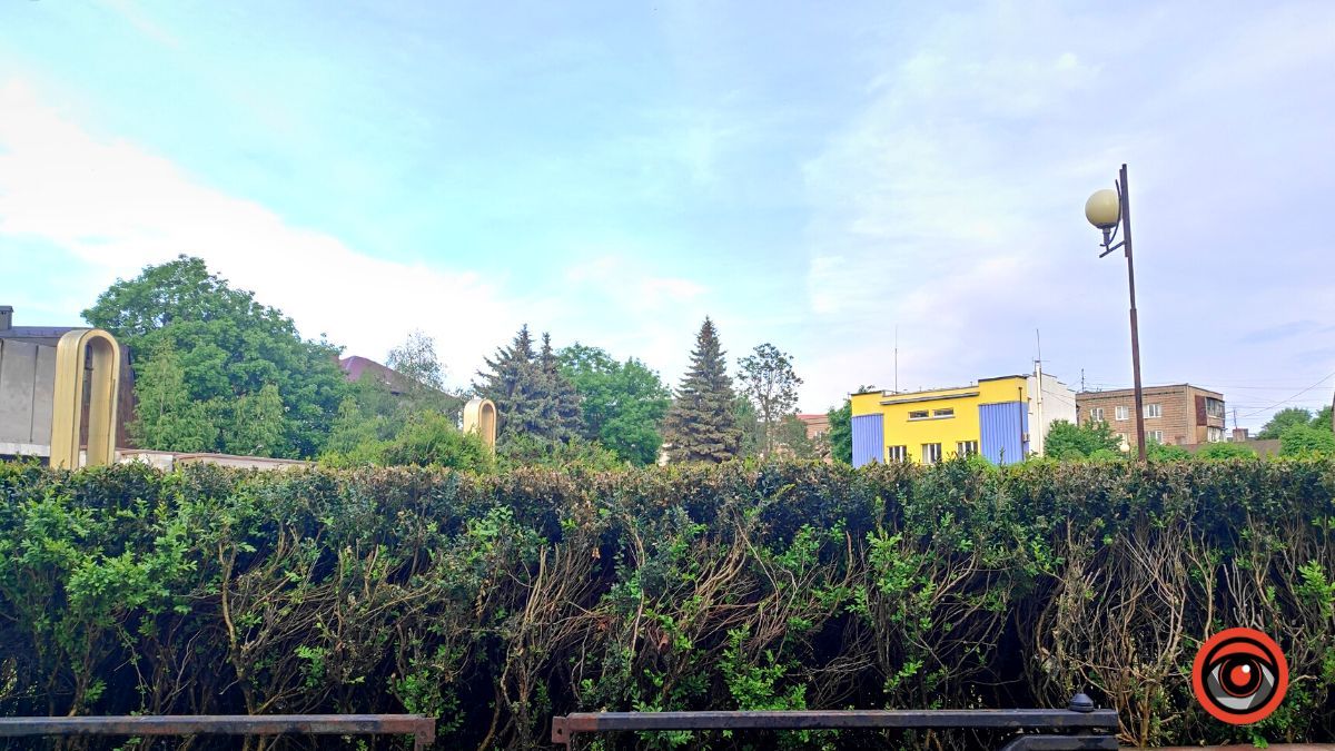 На площі Скорботи пропадає самшит 3