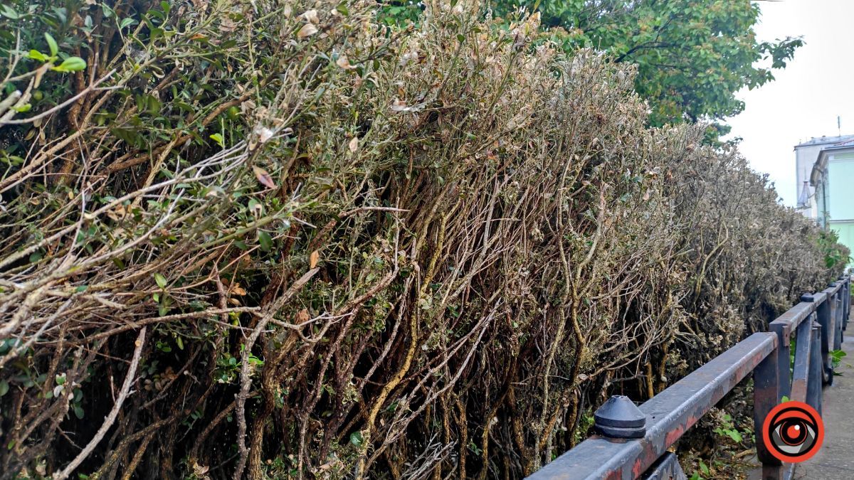 На площі Скорботи пропадає самшит 2