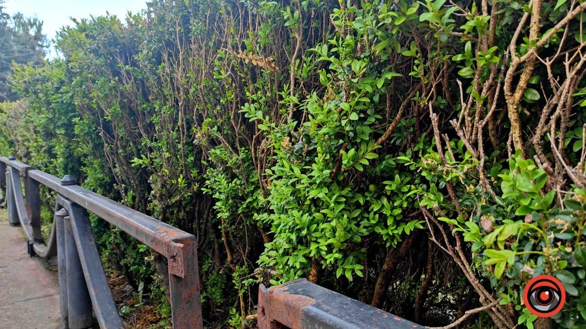 На площі Скорботи пропадає самшит 1