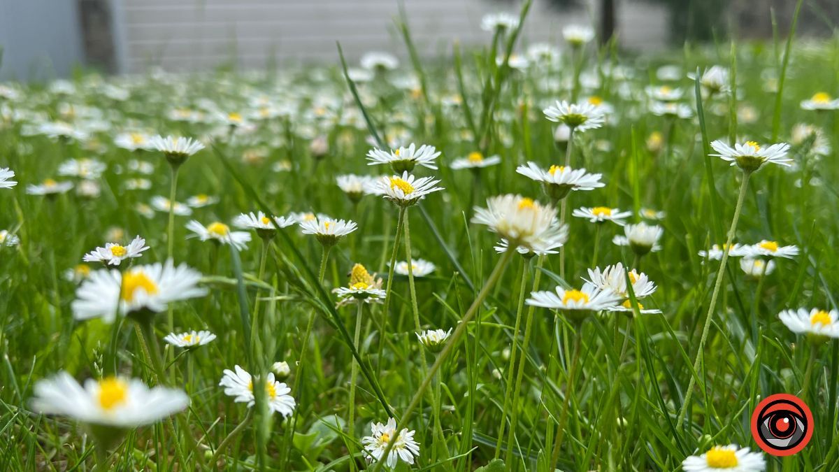 Якою погодою потішить коломиян перший день літа?