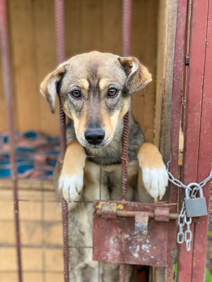 Маленькі улюбленці шукають домівку в Коломиї 1