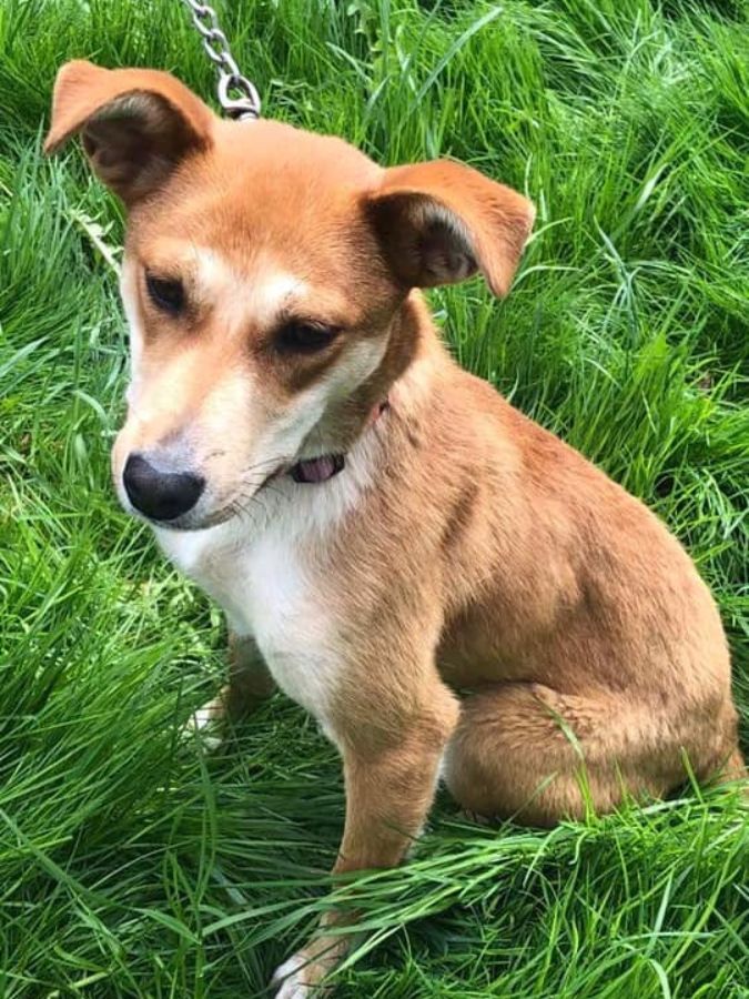 Маленькі улюбленці шукають домівку в Коломиї 2