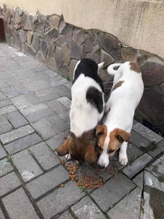 Маленькі улюбленці шукають домівку в Коломиї 3