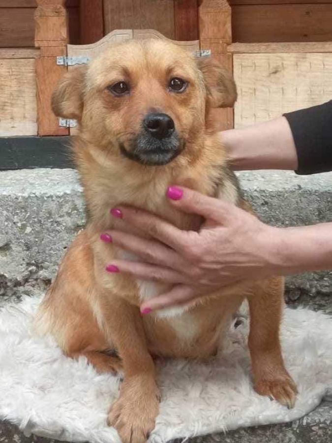 Маленькі улюбленці шукають домівку в Коломиї 4