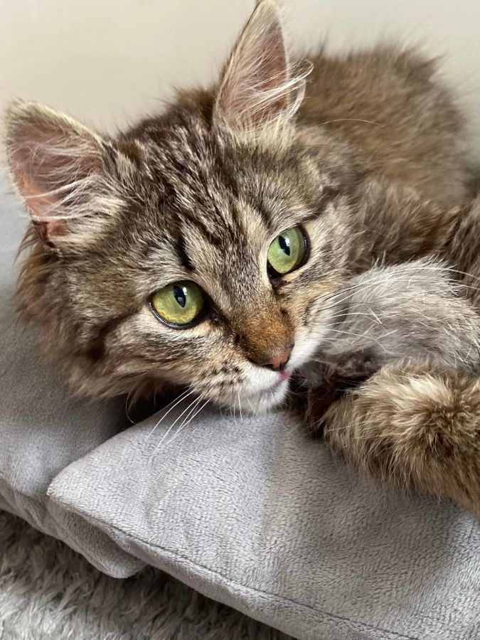 Маленькі улюбленці шукають домівку в Коломиї 5