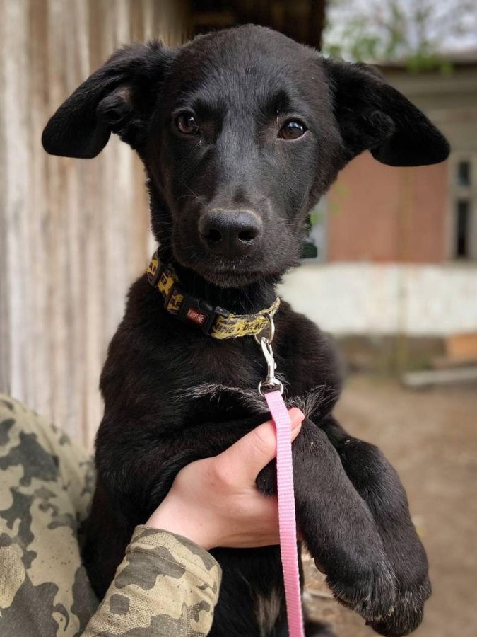 Маленькі улюбленці шукають домівку в Коломиї 6