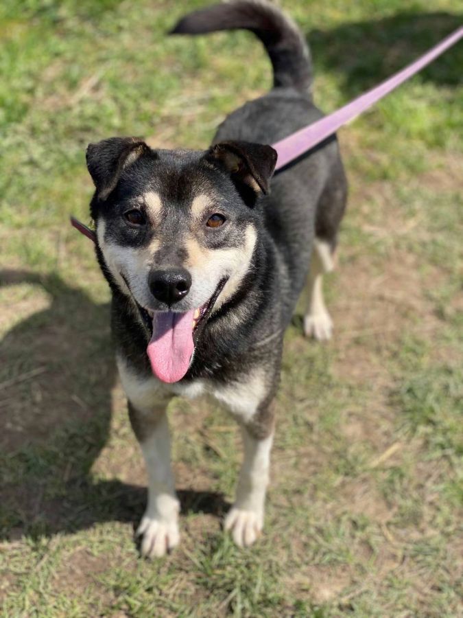 Маленькі улюбленці шукають домівку в Коломиї 8