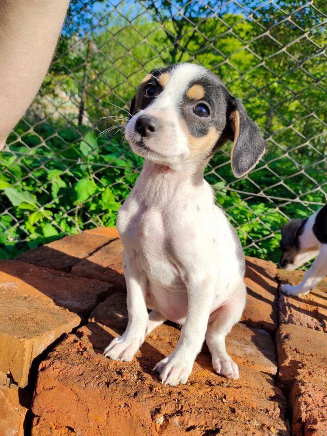 Маленькі улюбленці шукають домівку в Коломиї 9