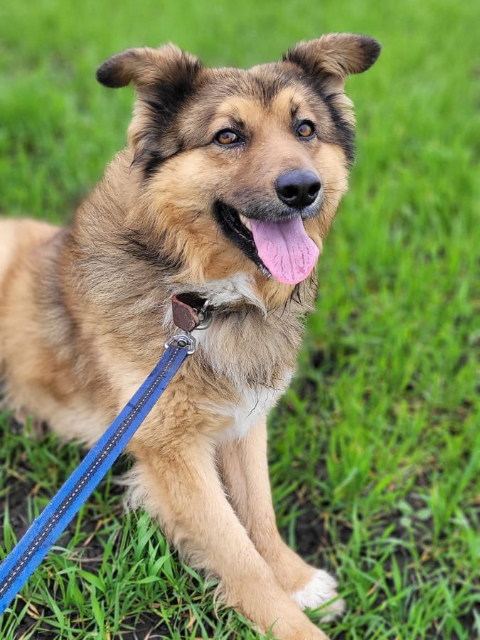 Маленькі улюбленці шукають домівку в Коломиї 10