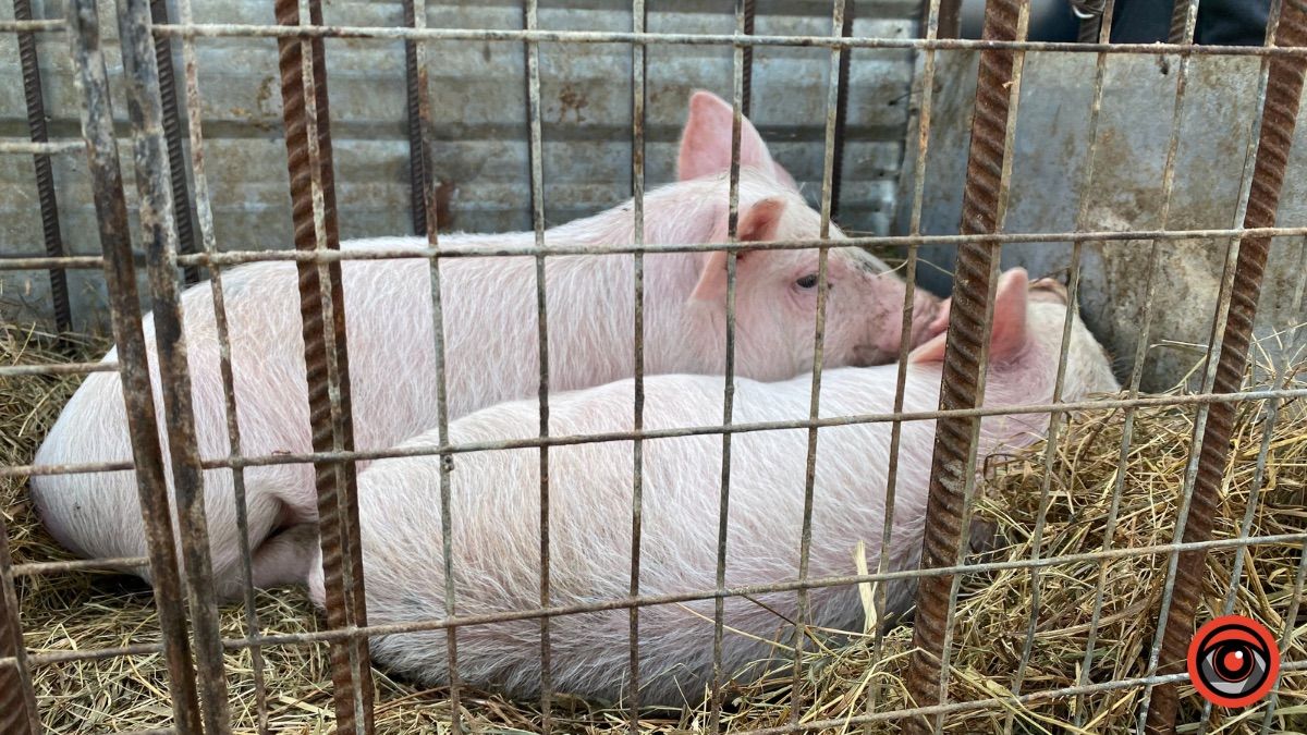 Які ціни на худобу та пернаті на базарі у Косові? 4