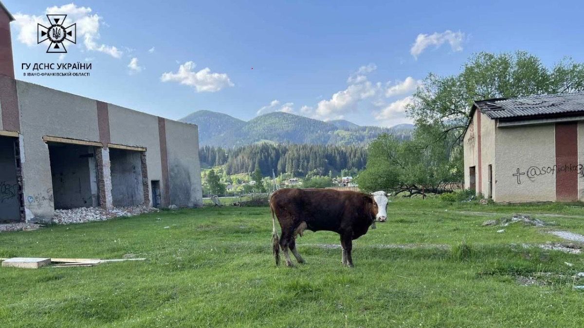 На Верховинщині корова впала в яму: рятувальники допомогли 1