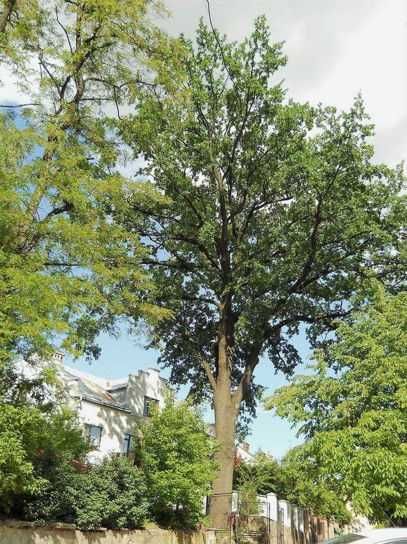 Франковий дуб висаджений у 10-ту річницю смерті Івана Франка (фото Марії Синенької)