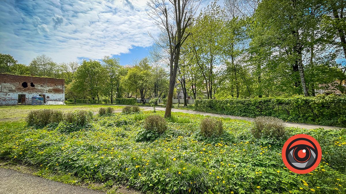 У парку Трильовського пропав самшит 1