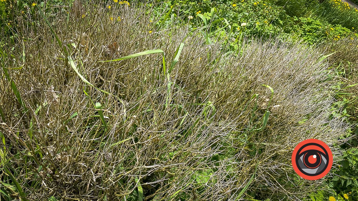 У парку Трильовського пропав самшит 2