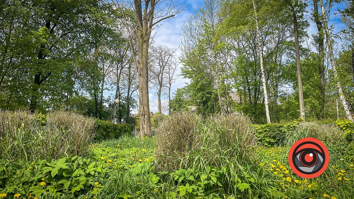 У парку Трильовського пропав самшит 3