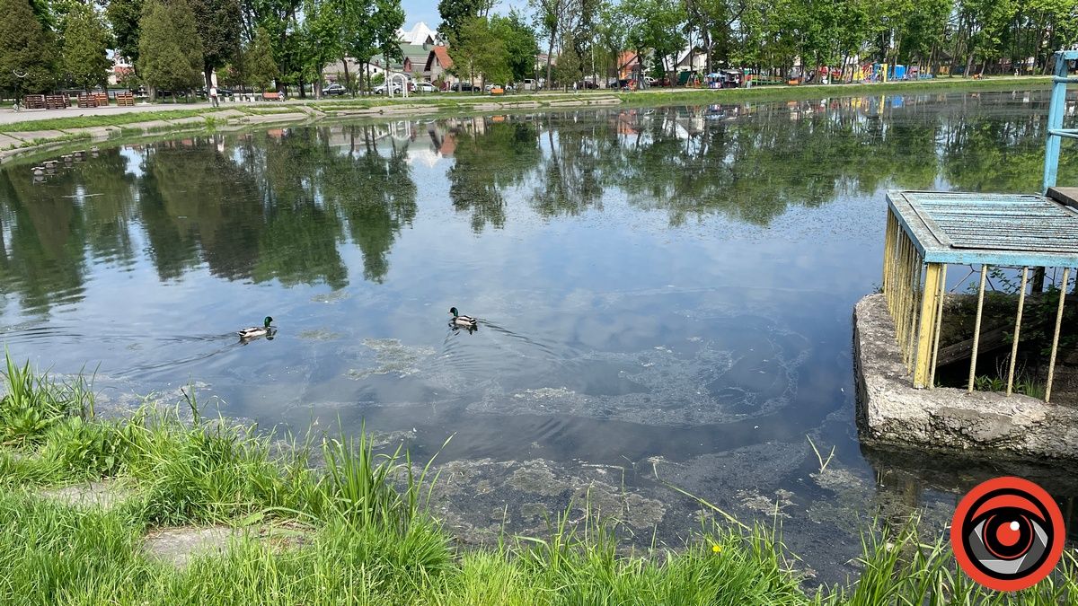 Живий оркестр: як поживають земноводні на озері Руфа в Коломиї | ВІДЕО