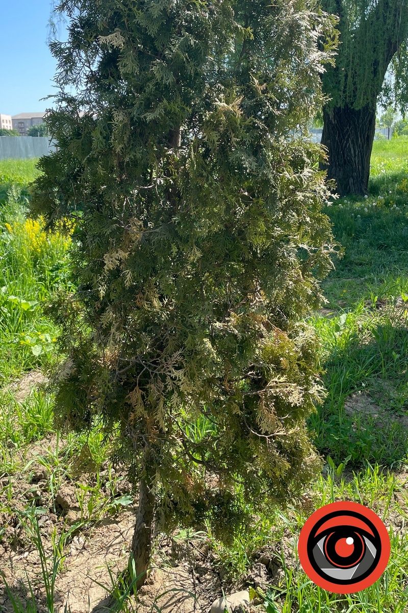 Що не так із озелененням в Коломиї: туї на міському озері почали жовкнути після варварського пересадження 5