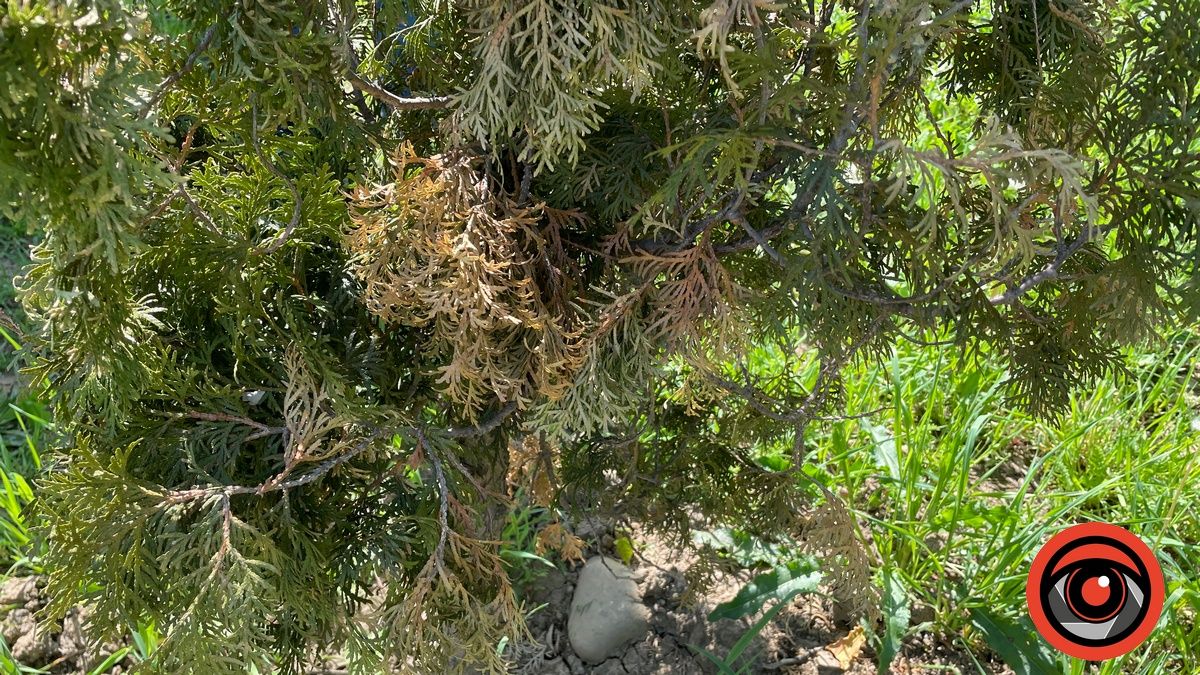 Що не так із озелененням в Коломиї: туї на міському озері почали жовкнути після варварського пересадження 2