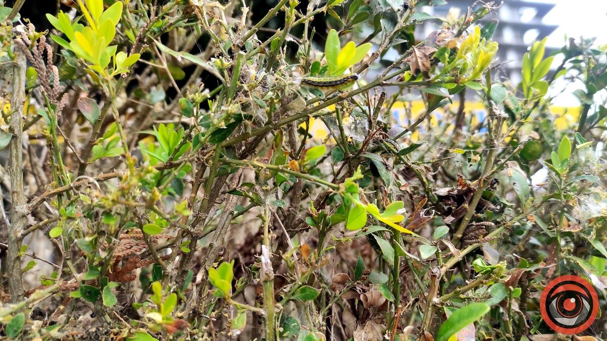 Гусінь не відступила: самшитова алея в Коломиї пропадає 2