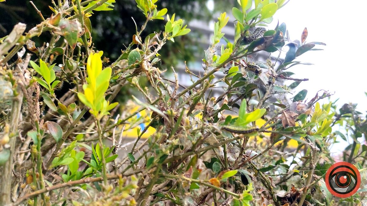 Гусінь не відступила: самшитова алея в Коломиї пропадає 3