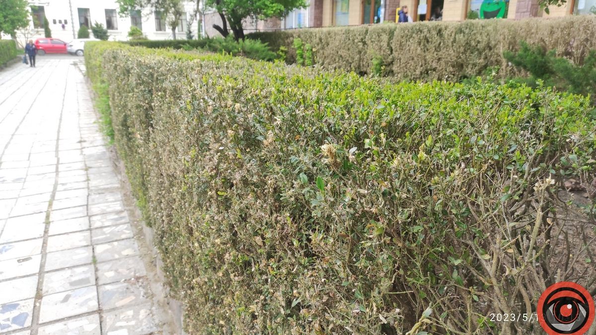 Гусінь не відступила: самшитова алея в Коломиї пропадає 5