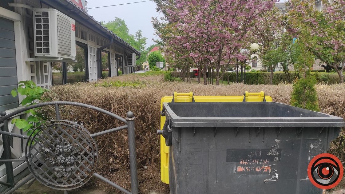 Гусінь не відступила: самшитова алея в Коломиї пропадає 4