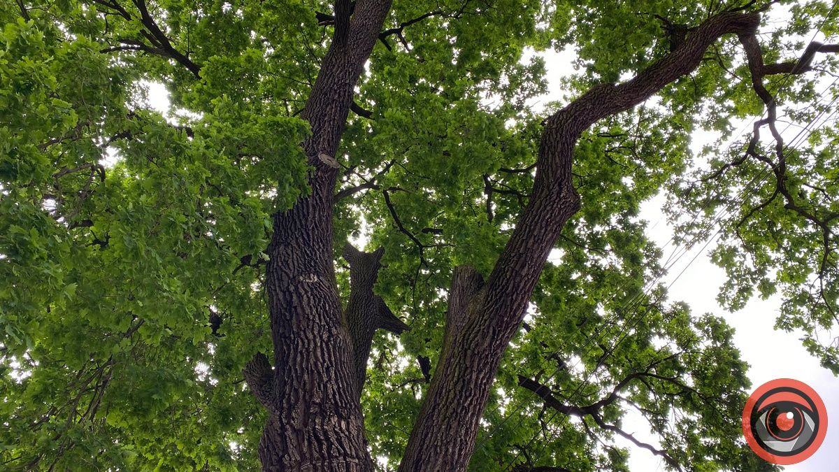 Як поживає Франковий дуб в Коломиї і чому його охороняють 8