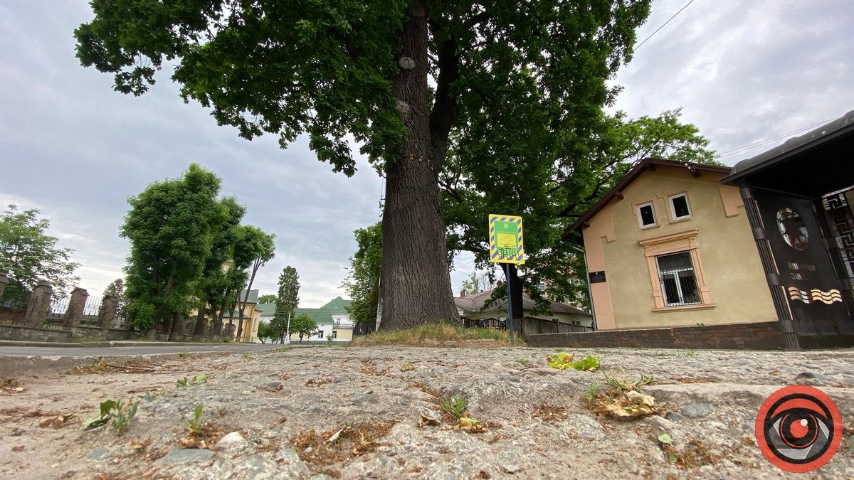 Як поживає Франковий дуб в Коломиї і чому його охороняють 2