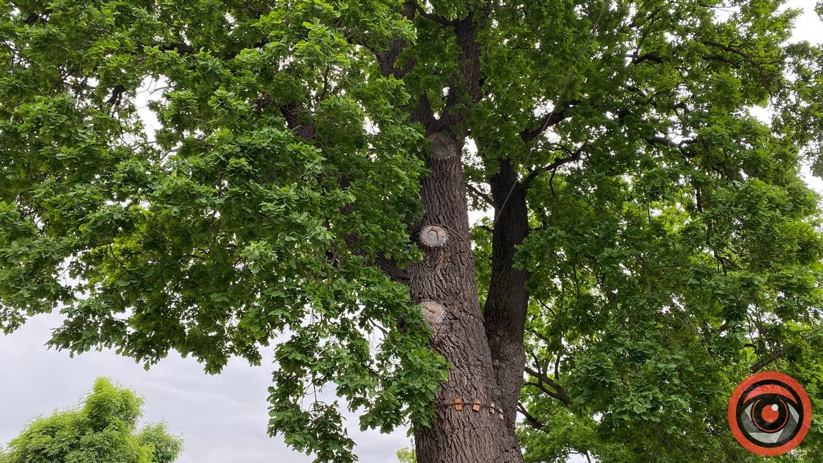 Як поживає Франковий дуб в Коломиї і чому його охороняють 7