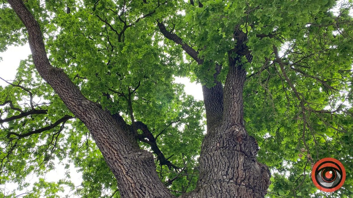 Як поживає Франковий дуб в Коломиї і чому його охороняють 5