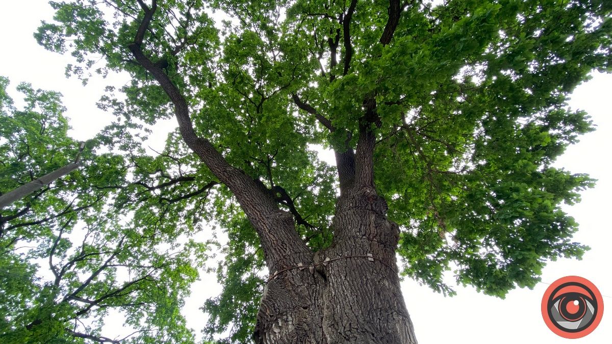 Як поживає Франковий дуб в Коломиї і чому його охороняють 1