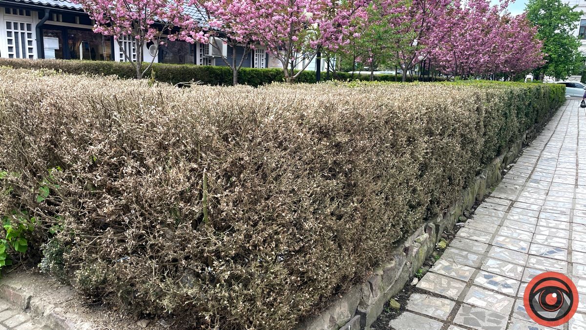 Зрушення є: як у Коломиї борються за збереження самшиту біля пошти