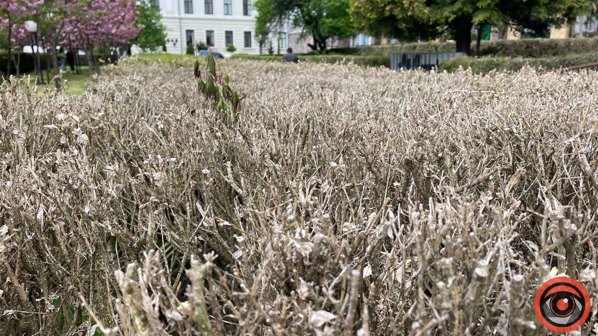 Зрушення є: як у Коломиї борються за збереження самшиту біля пошти 5