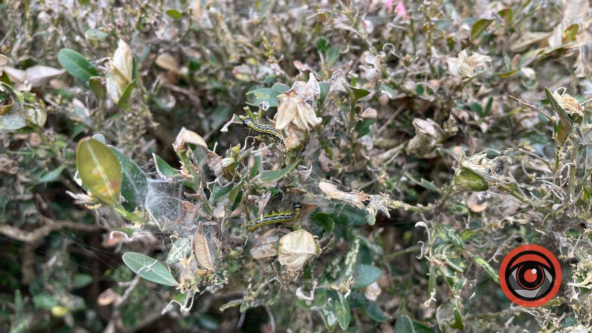 Зрушення є: як у Коломиї борються за збереження самшиту біля пошти 3