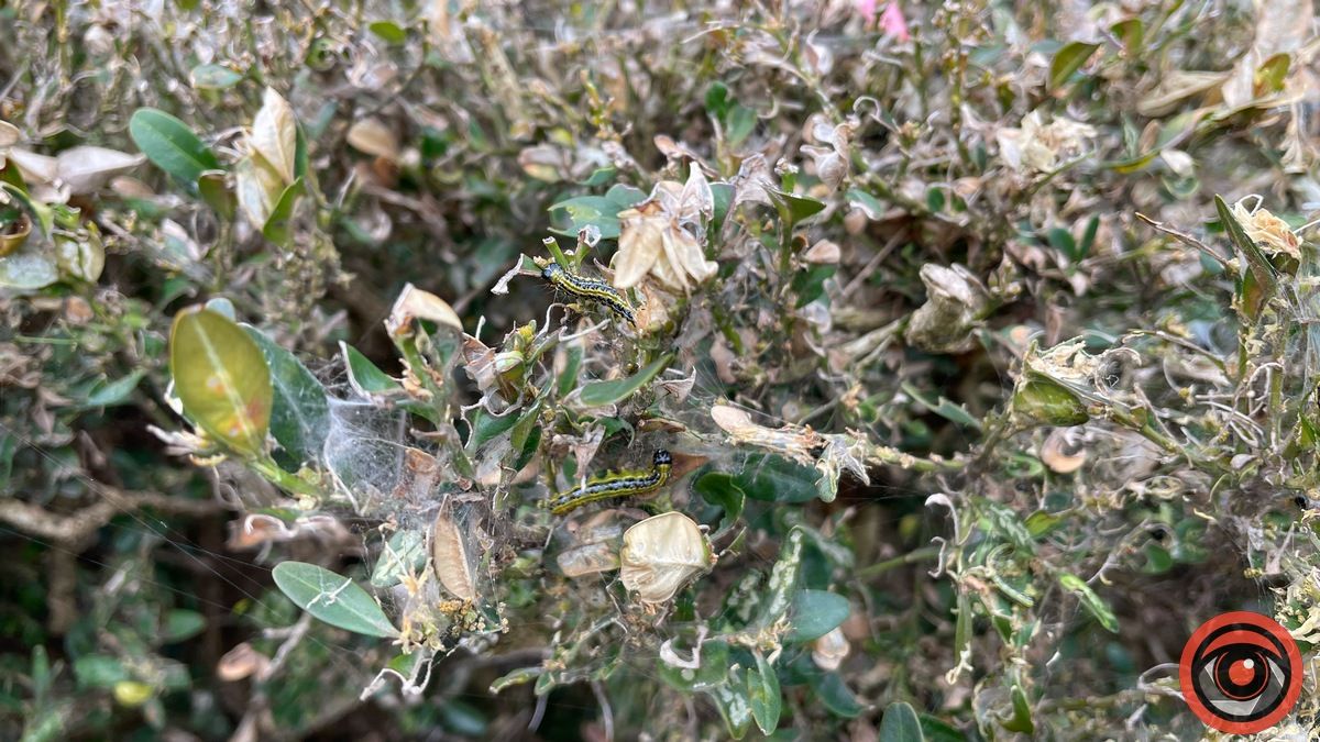 Зрушення є: як у Коломиї борються за збереження самшиту біля пошти 6