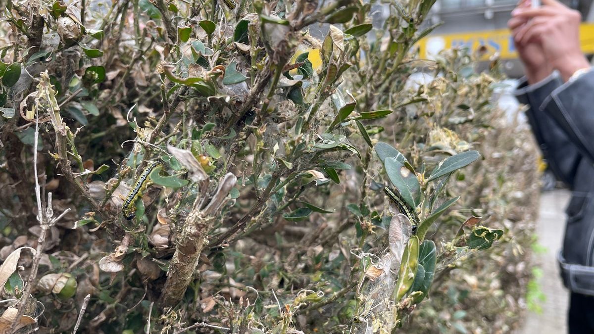 До уваги озеленювачів: розкішний самшит біля пошти у Коломиї нищить гусінь 3