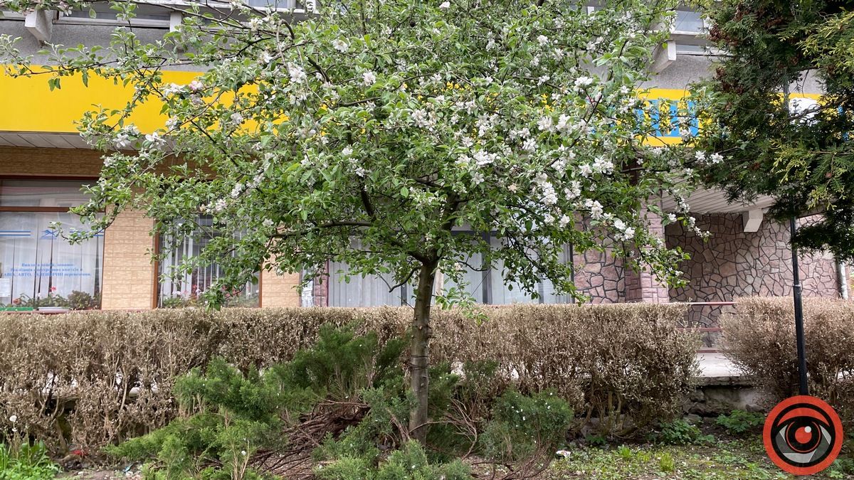 Зрушення є: як у Коломиї борються за збереження самшиту біля пошти 7